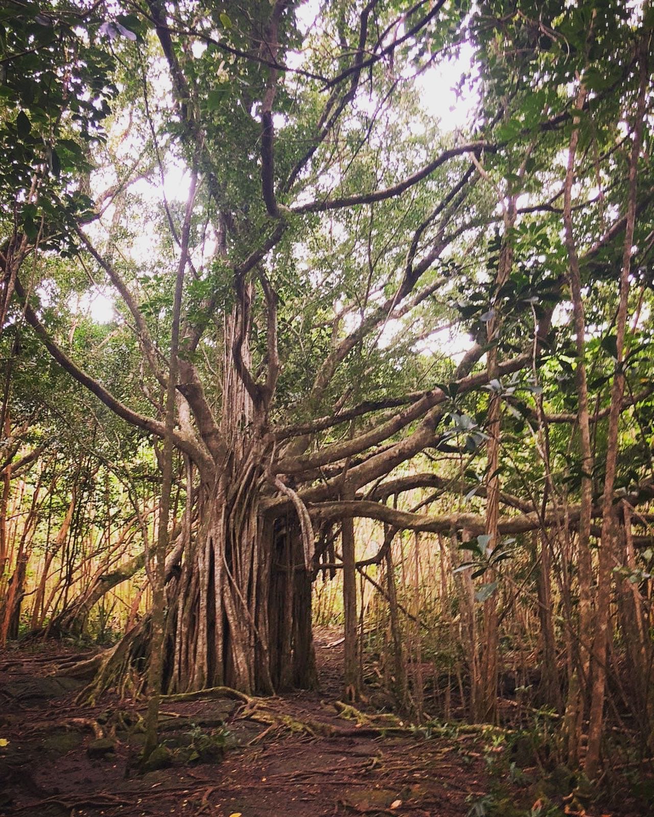 Beautiful Banyan on Big Island