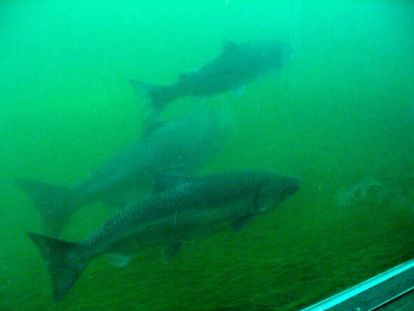 3 Salmon in the Fish Ladder