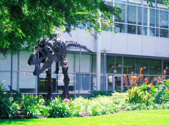 T Rex skeleton on Google Campus (front)