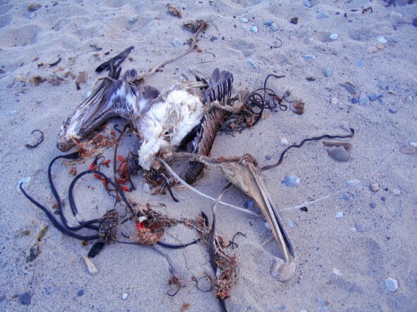 5Dried up remains of a Pelican on the beach