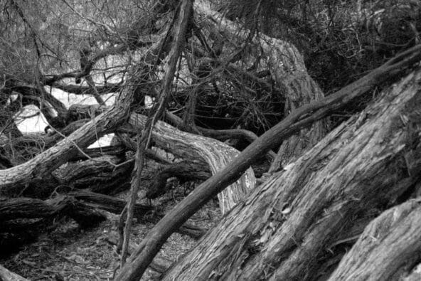 A Scary Patch of Twisted Trees