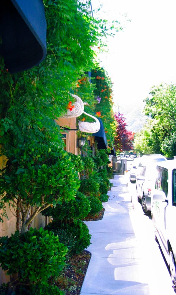 Beautiful Cultivated Sidewalk in Ashland