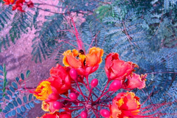 Bee in Orange Desert flower