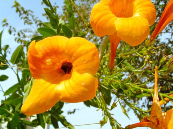 Bee in Yellow desert flower