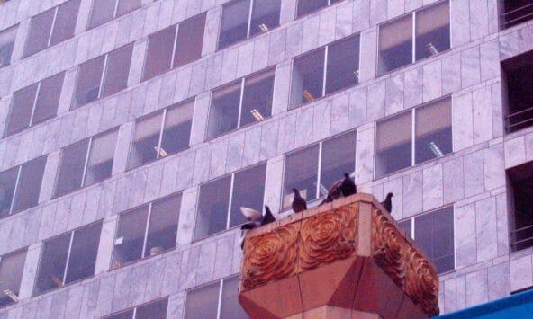 Birds perched high above Pioneer Courthouse Sq +
