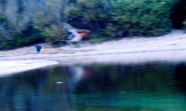 Black Hawk darting above Big Sur River
