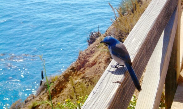 Blue Bird looking out to McWay Falls