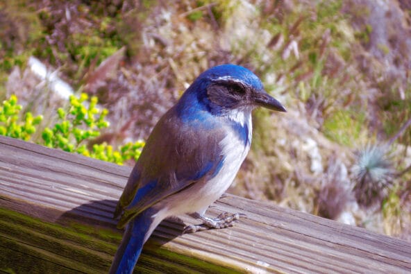 Blue Bird standing on wooden plank (super close up)