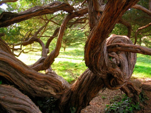 Branch of Strange Tree doing a 360 twist