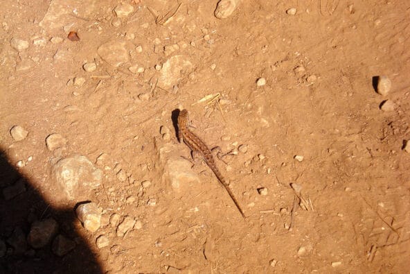 Brown Lizard scampering in the sand