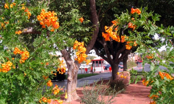Bunches of orange blooms on UNLV campus
