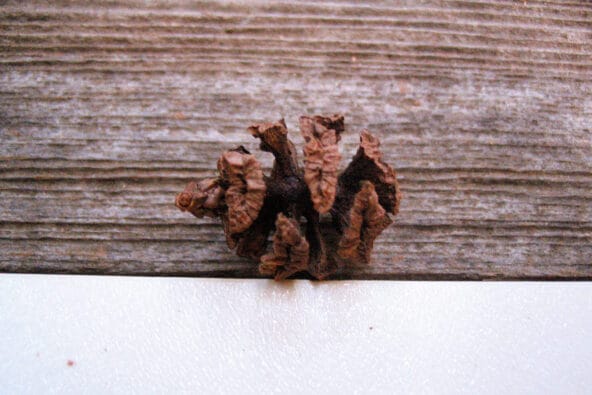Coast Redwood seed (pine cone)
