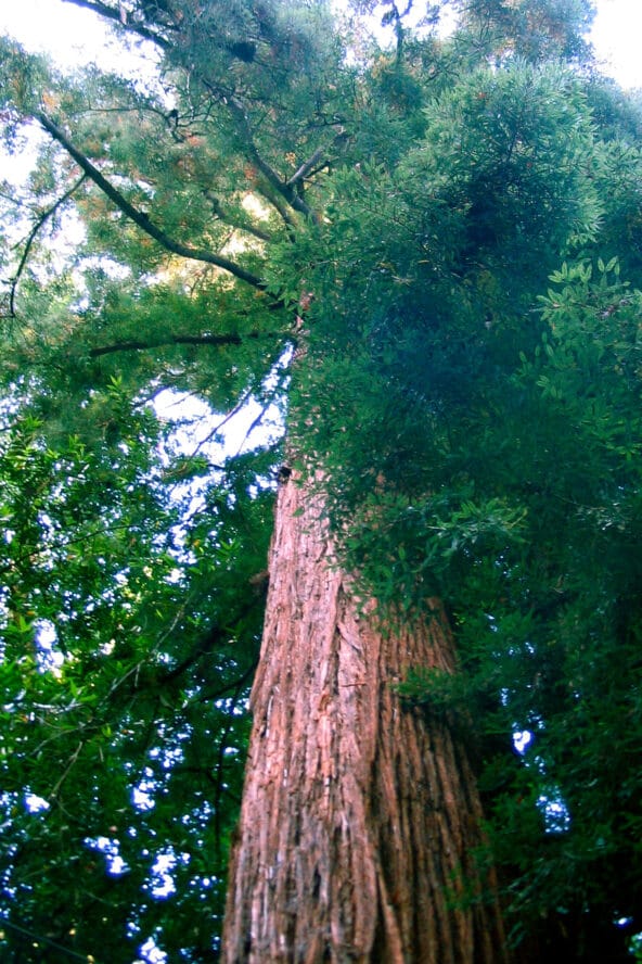 Coast Redwood towering above