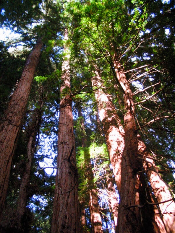 Coast Redwoods towering into the sky