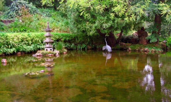 Crane under a tree by the stream