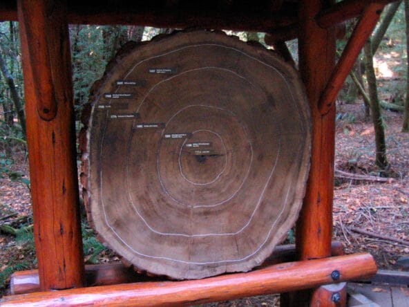 Cross section of Redwood showing age