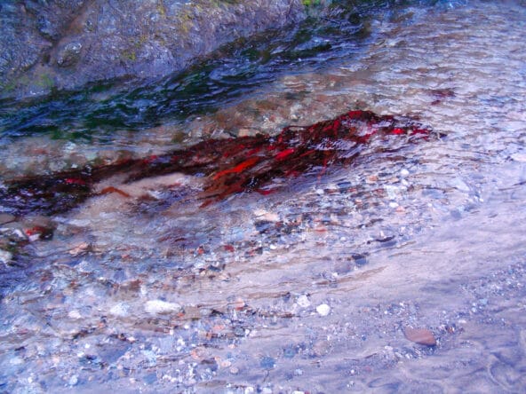 Dark Red Seaweed under Big Sur River