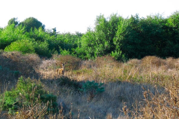 Deer near Molera Park trail