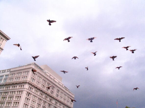 Dozens of birds circling over Pioneer Courthouse Square