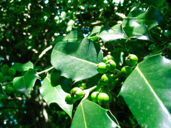 English (European) Holly berry closeup