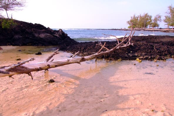 Fallen tree over tide pool
