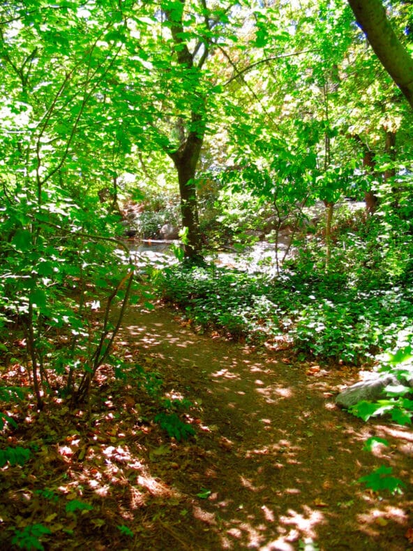 Forest path speckled with light
