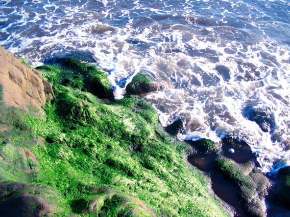 Frothy waves on Moss covered Rocks