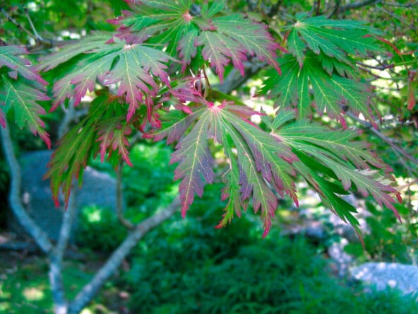 Fullmoon Maple leaf closeup
