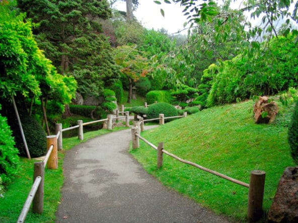Garden path leading past bonsai trees