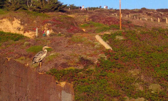 Great Blue Heron perched on Sutro Baths ruins