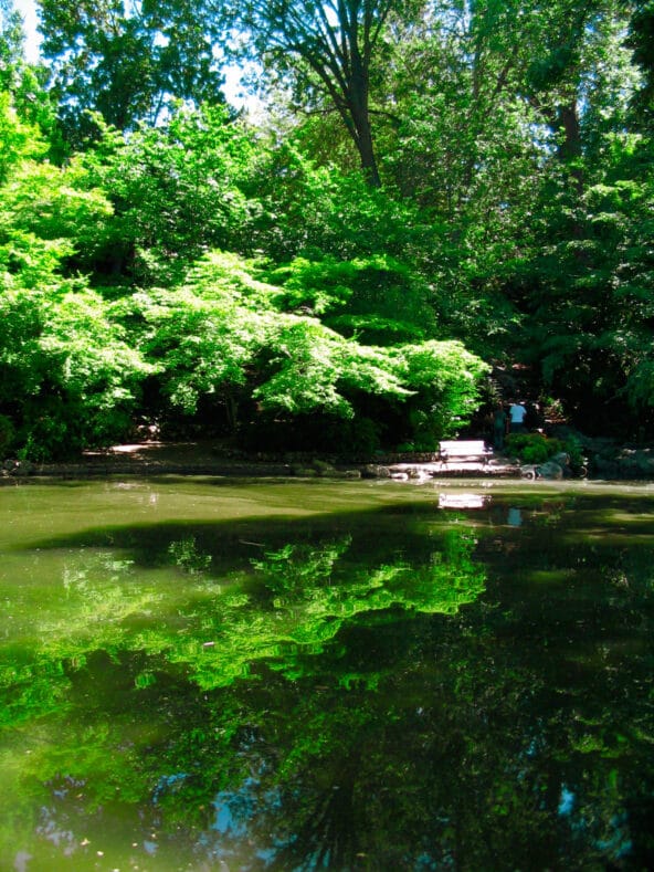 Green Trees reflecting in Meyer Memorial Lake