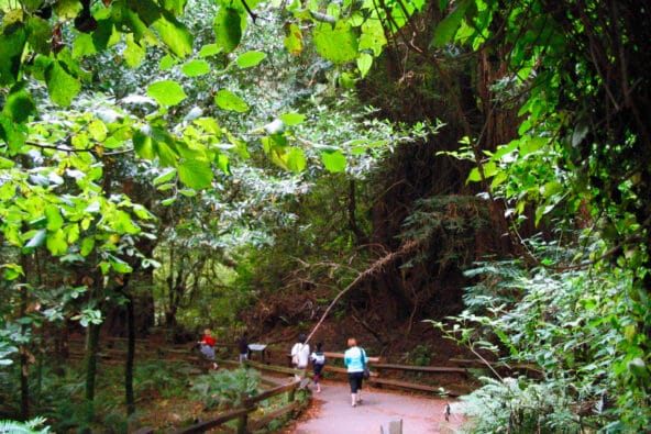 Green leaves above forest path