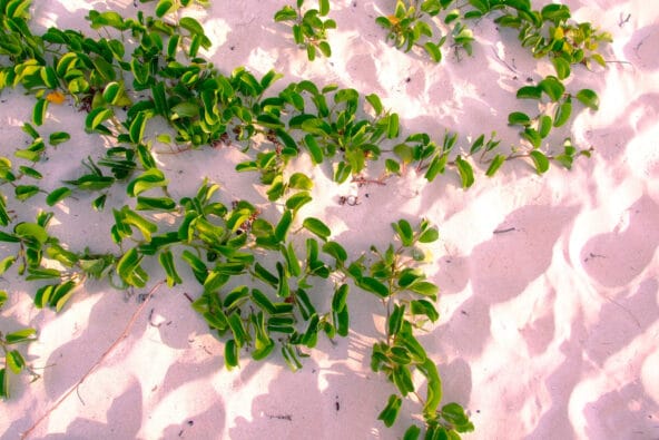 Green leaves n white sand