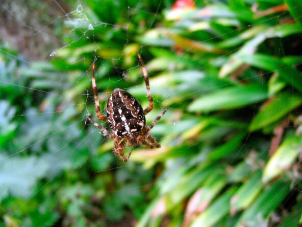 Huge Brown Spider on web