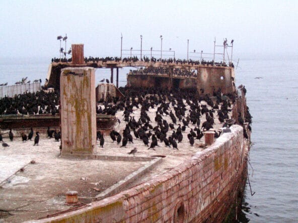 Hundreds of Ravens on SS Palo Alto zoom