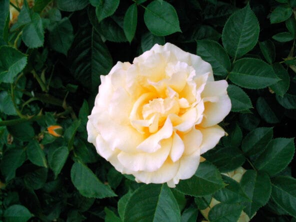 Julia Child floribunda rose