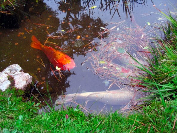 Koi fish in pond