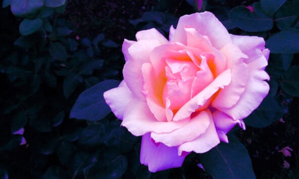 Light Pink Rose