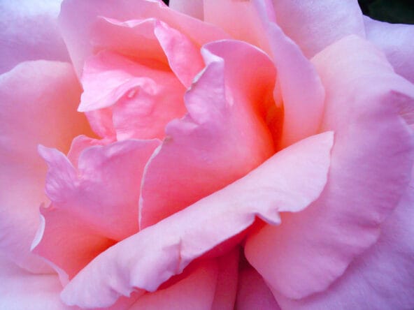Light Pink Rose closeup