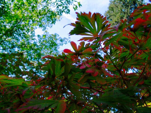 Light filtering through Fullmoon Maple leaves
