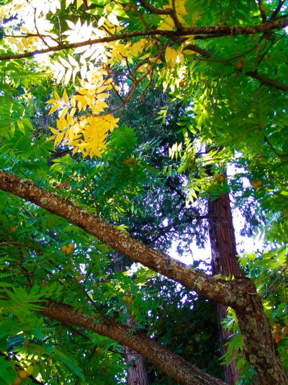 Light filtering thru California Walnut tree