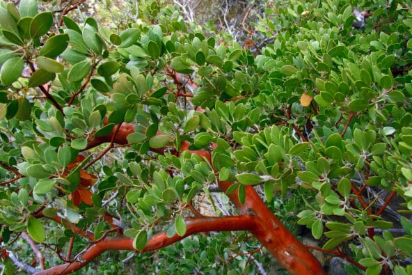 Little Green Leaves n Red bark closeup