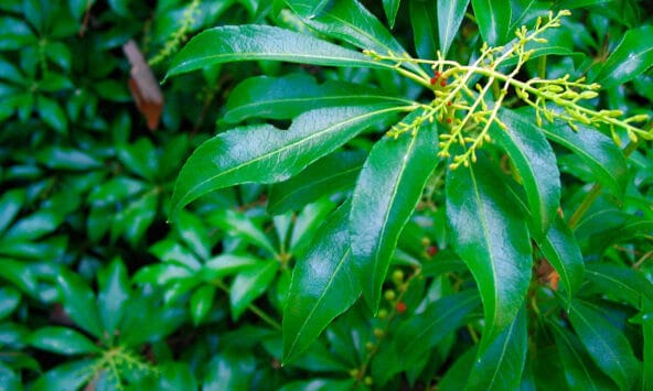 London Planetree leaf closeup