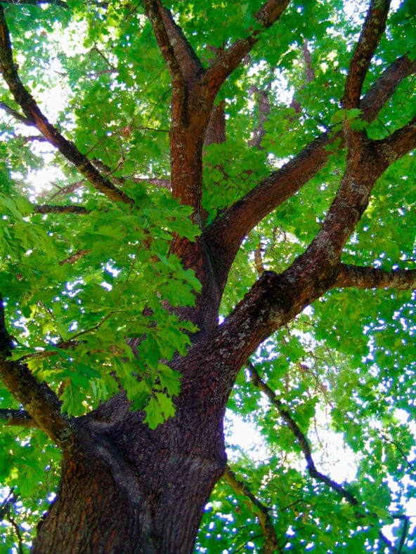 Looking up at green Red Oak