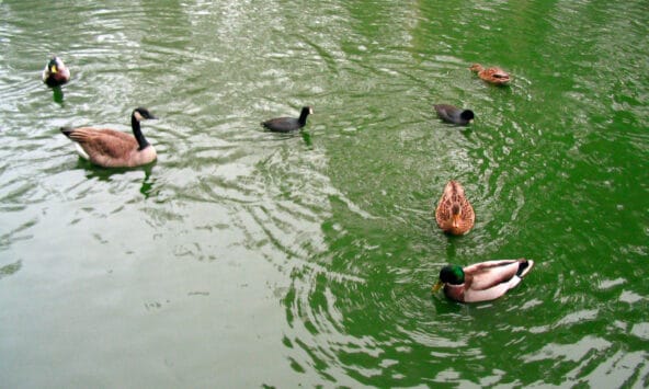 Mallard Ducks n Goose in Stow Lake