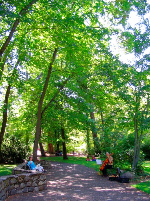 Man playing Cello below green park trees