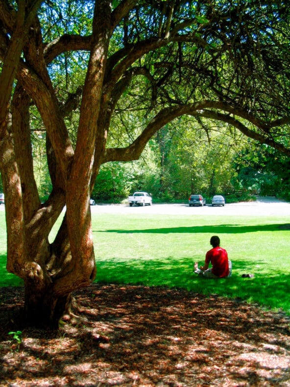 Man sitting under Japanese Flowing Crabapple