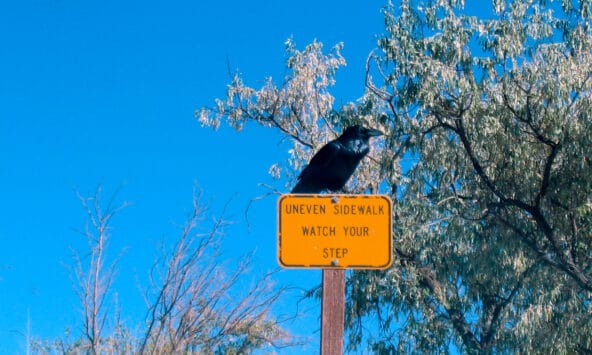 Menacing Raven on yellow sign