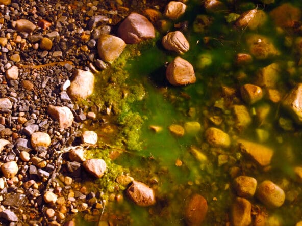 Mossy green stream over desert rocks closeup