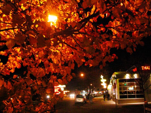 Neon Signs n Trees on Colfax at Night